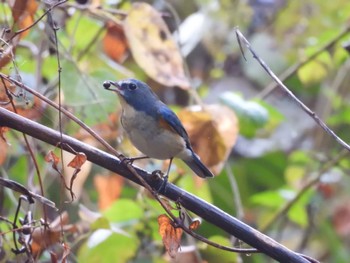 Red-flanked Bluetail くろんど池 Sun, 11/13/2022