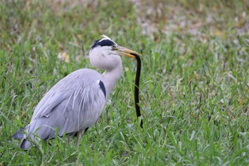 Grey Heron 堺市内 Sun, 11/13/2022