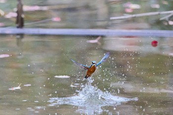 カワセミ 千里南公園 2022年11月13日(日)