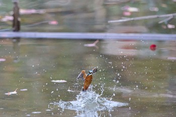 カワセミ 千里南公園 2022年11月13日(日)