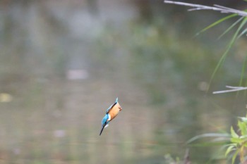 カワセミ 千里南公園 2022年11月13日(日)