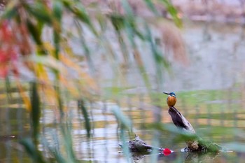 カワセミ 千里南公園 2022年11月13日(日)