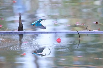 2022年11月13日(日) 千里南公園の野鳥観察記録