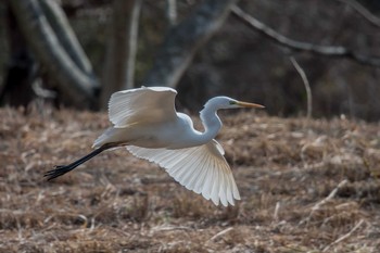 Great Egret Mikiyama Forest Park Sat, 2/17/2018