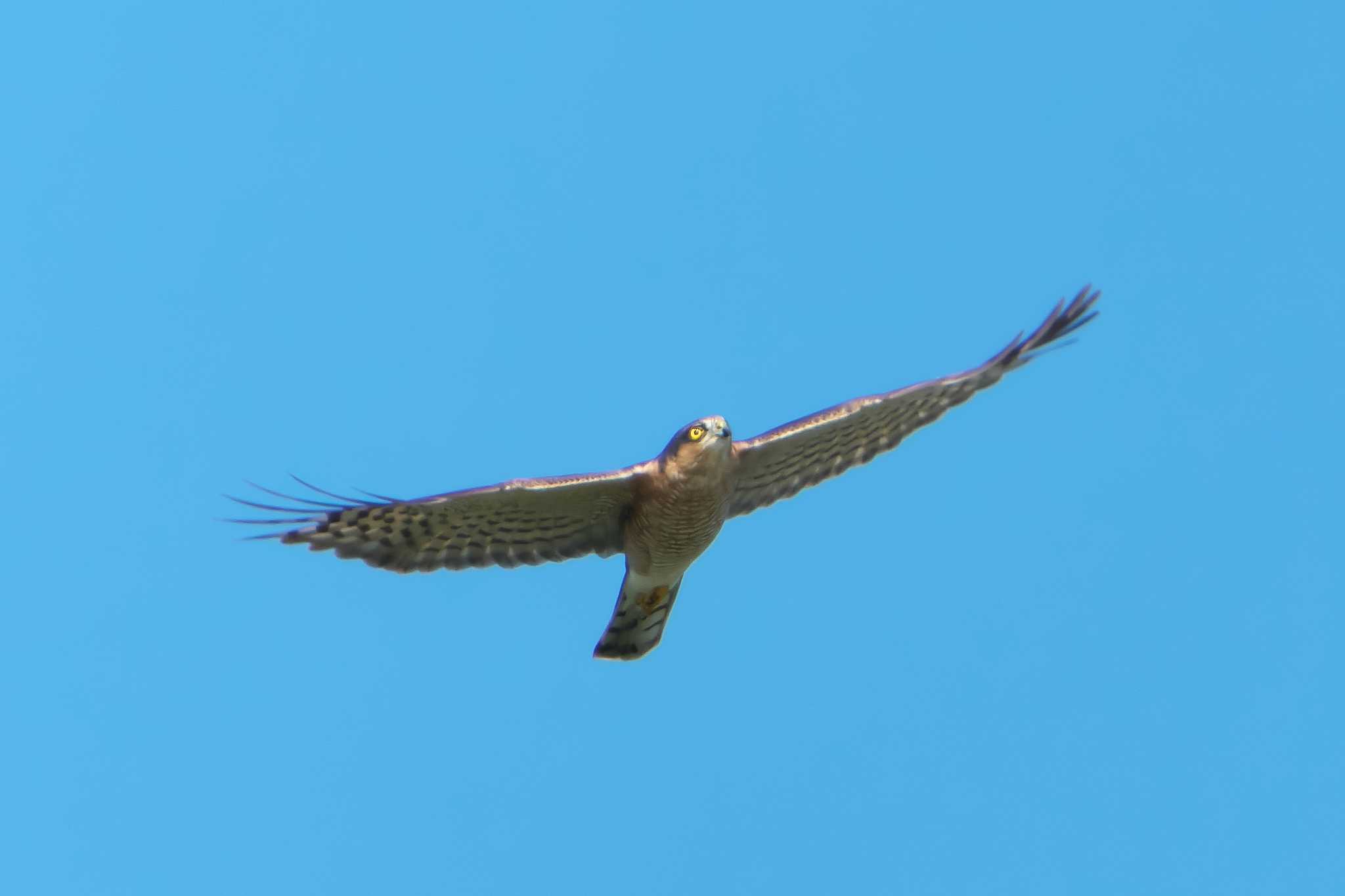 Photo of Eurasian Sparrowhawk at 明石市 by 禽好き