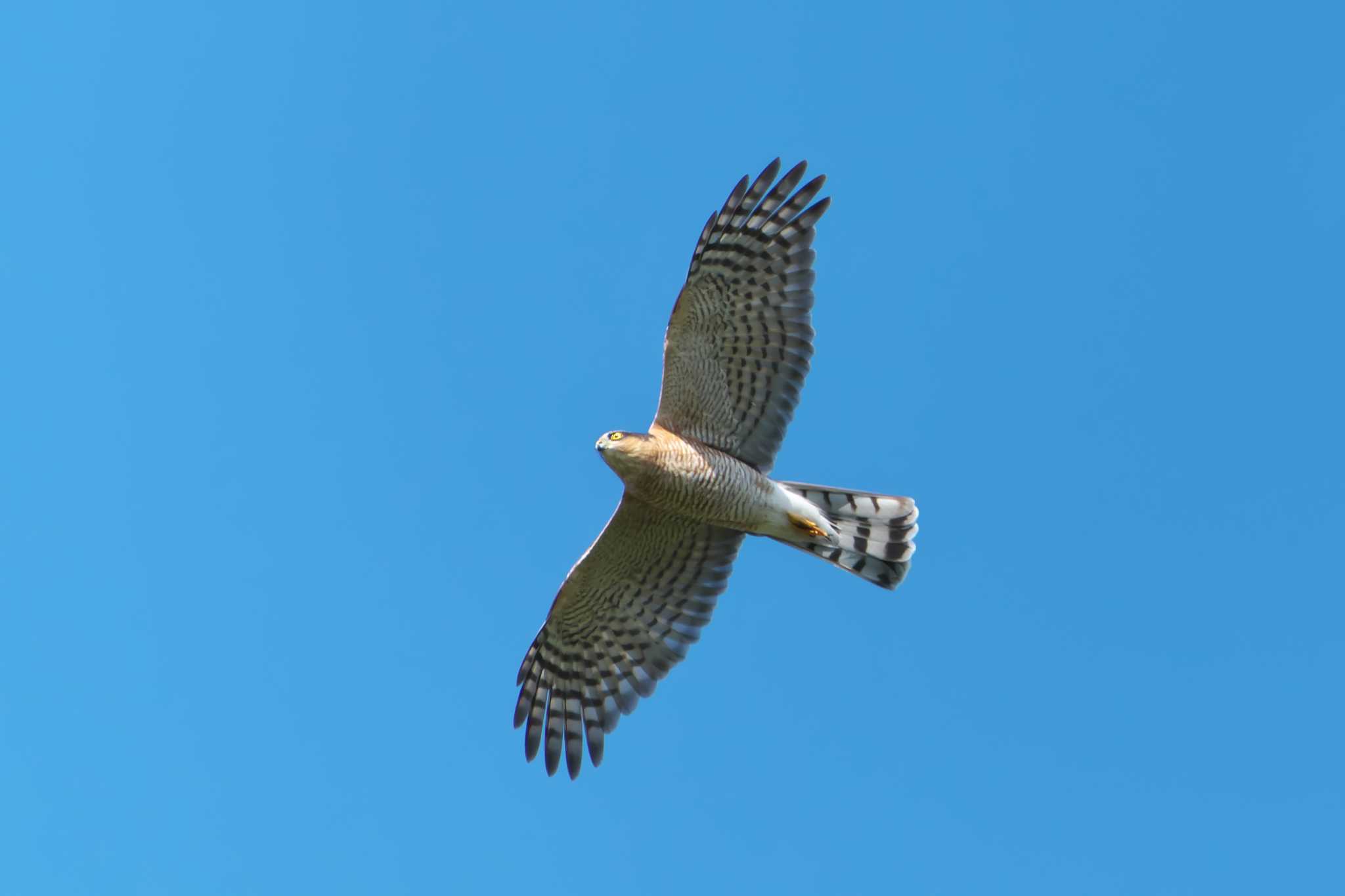 Eurasian Sparrowhawk