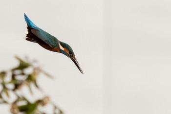 Common Kingfisher 多摩市 Sun, 11/13/2022