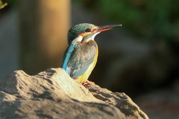 2022年9月25日(日) 三ツ池公園(横浜市鶴見区)の野鳥観察記録