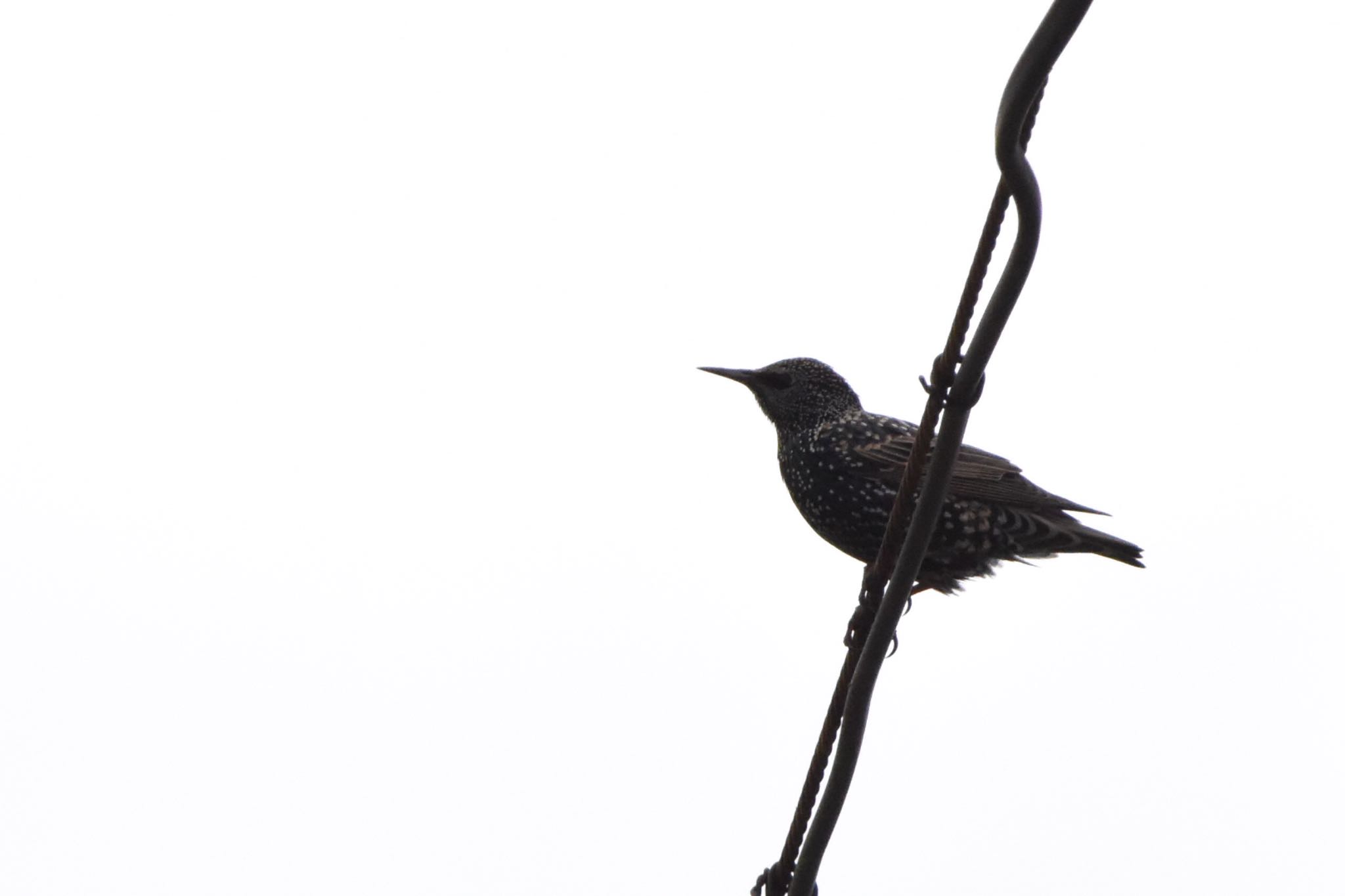 2022年11月12日(土) 平塚田んぼの野鳥観察記録 by 鳥民グ 2022年11月12日(土) 平塚田んぼの野鳥観察記録 by 鳥民グ
