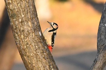 アカゲラ 真駒内公園 2022年11月11日(金)