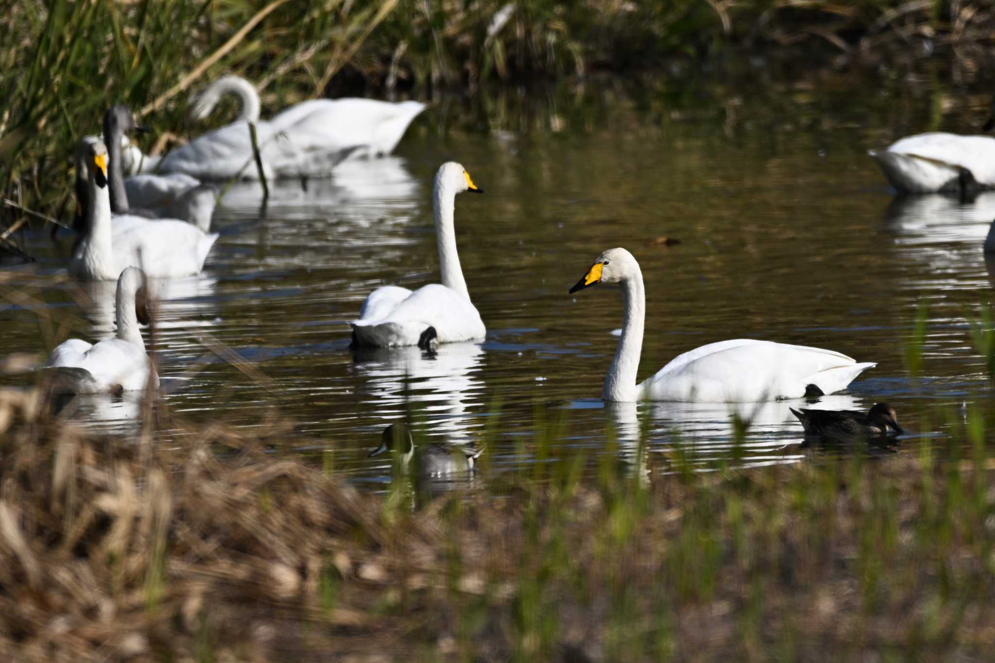 Photo of Whooper Swan at 多々良沼(ガバ沼) by Yokai