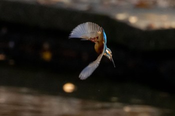 Common Kingfisher 多摩市 Sun, 11/13/2022