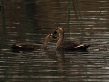 Sun, 11/13/2022 Birding report at Kitamoto Nature Observation Park