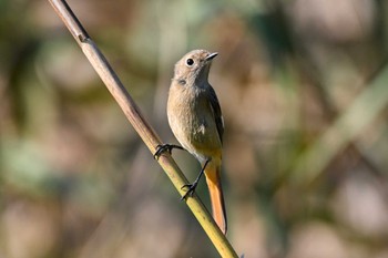 Daurian Redstart 多々良沼 Thu, 11/10/2022