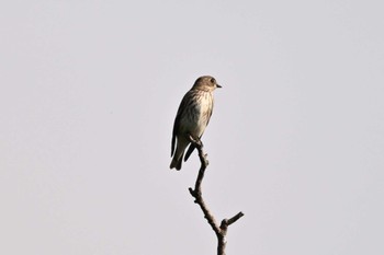 Grey-streaked Flycatcher 多々良沼 Fri, 10/14/2022