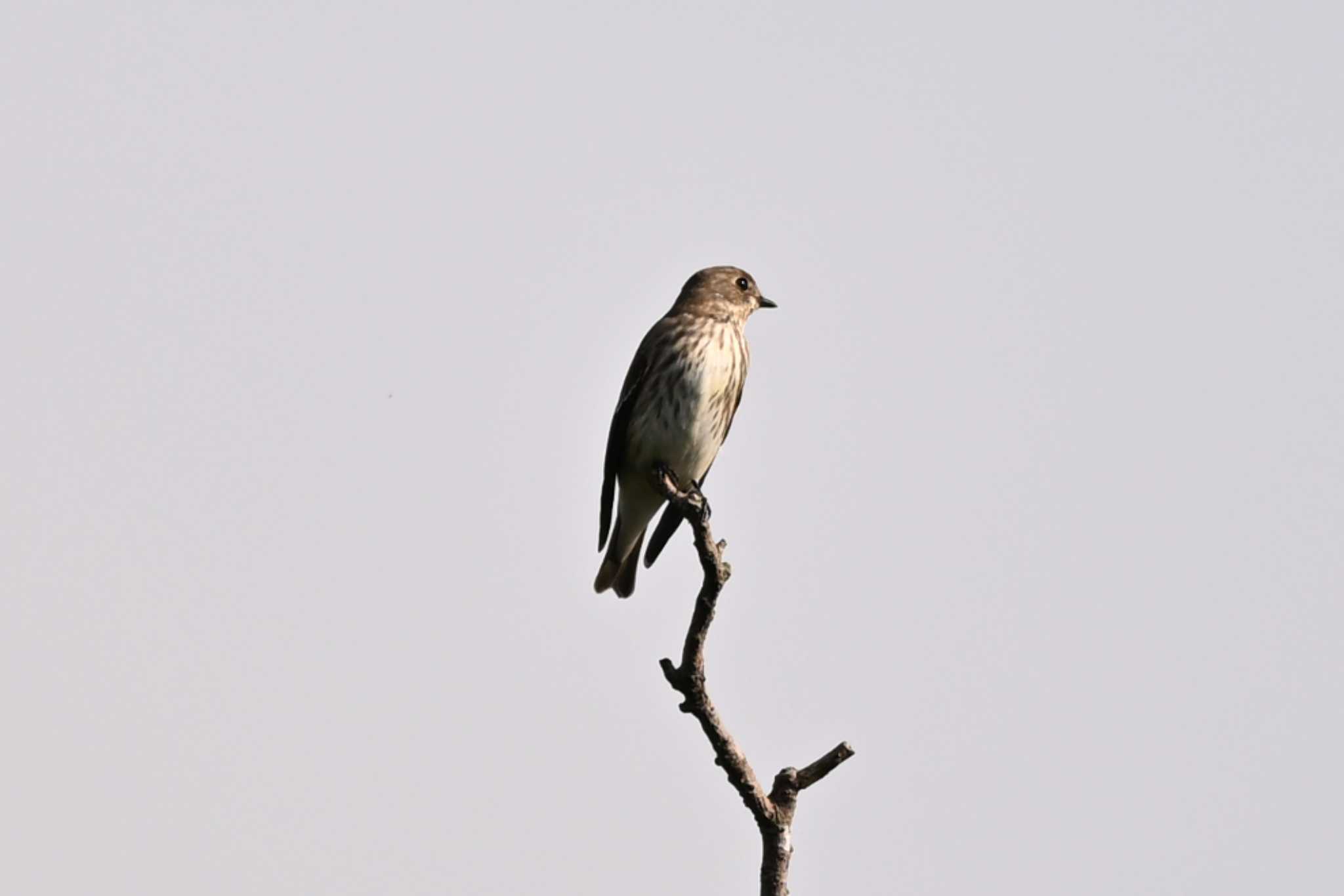 Photo of Grey-streaked Flycatcher at 多々良沼 by Yokai