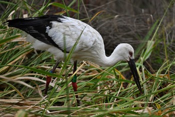 Oriental Stork 多々良沼 Fri, 10/14/2022