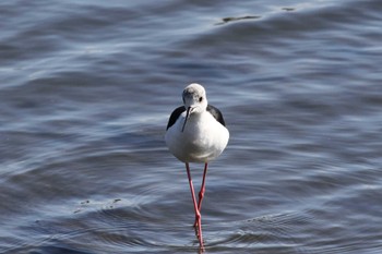 Black-winged Stilt Gonushi Coast Sat, 10/29/2022