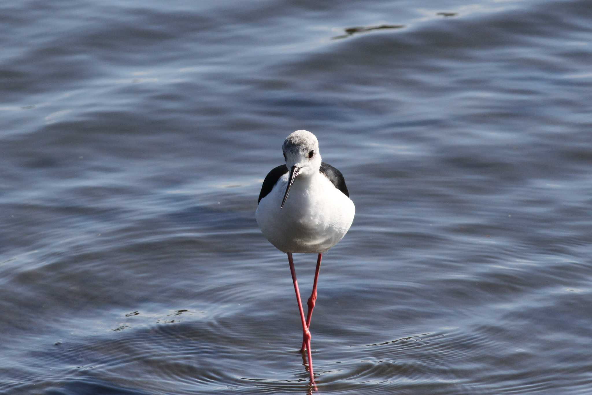 Photo of Black-winged Stilt at Gonushi Coast by サンダーバード