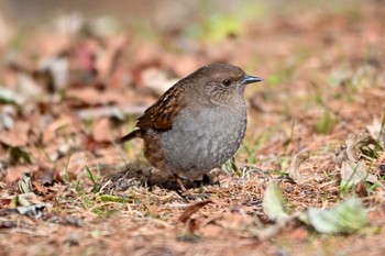 Japanese Accentor Okuniwaso(Mt. Fuji) Mon, 11/7/2022