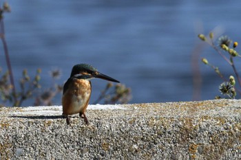 Common Kingfisher Gonushi Coast Sat, 10/29/2022