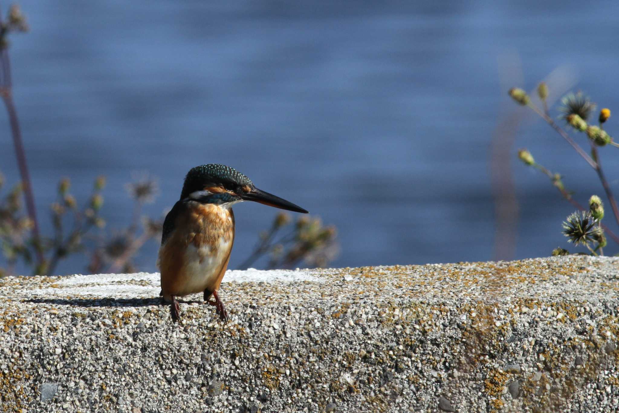 Photo of Common Kingfisher at Gonushi Coast by サンダーバード