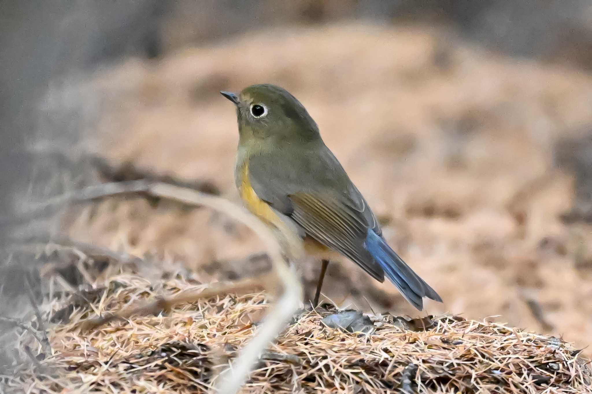 Photo of Red-flanked Bluetail at Okuniwaso(Mt. Fuji) by Yokai