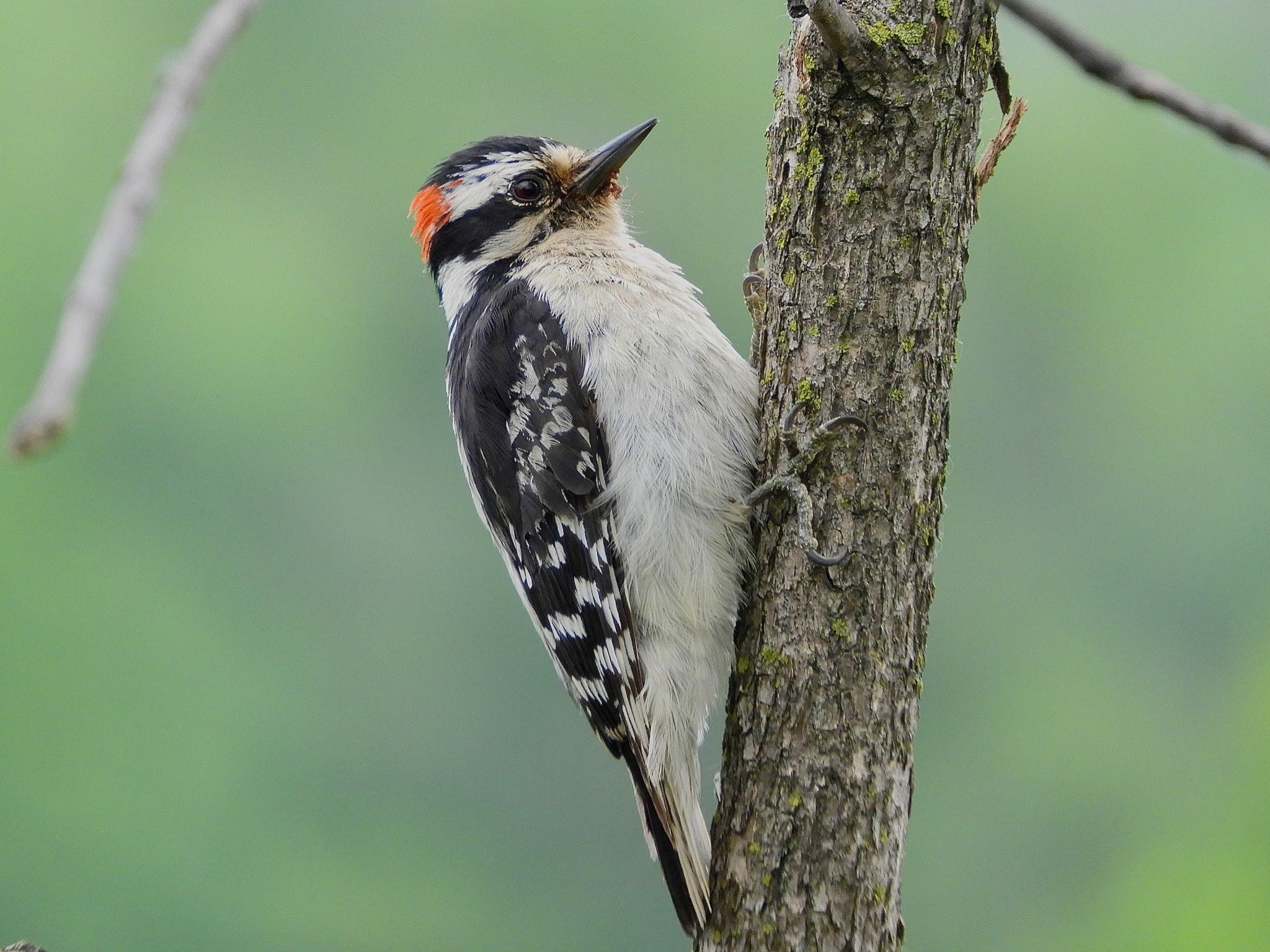 Photo of Downy Woodpecker at Loeb Lake by たっちゃん365