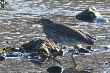 2022年11月12日(土) 金目川(平塚市)の野鳥観察記録