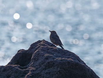 Blue Rock Thrush 真鶴岬 Fri, 11/11/2022