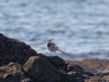 White Wagtail 真鶴岬 Fri, 11/11/2022