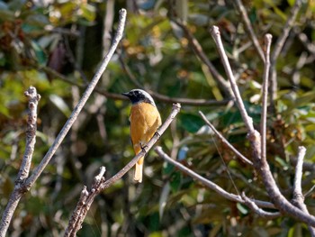 Daurian Redstart 真鶴岬 Fri, 11/11/2022