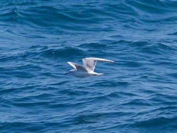 Black-headed Gull 熱海長浜海浜公園 Fri, 11/11/2022