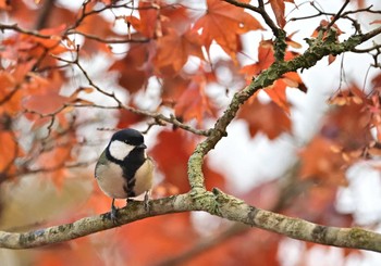 2022年11月13日(日) 山中湖の野鳥観察記録