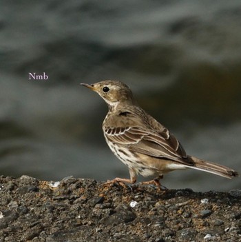 Water Pipit Unknown Spots Unknown Date