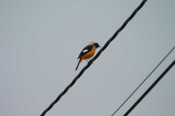 Daurian Redstart 三重県四日市市 Sun, 11/13/2022