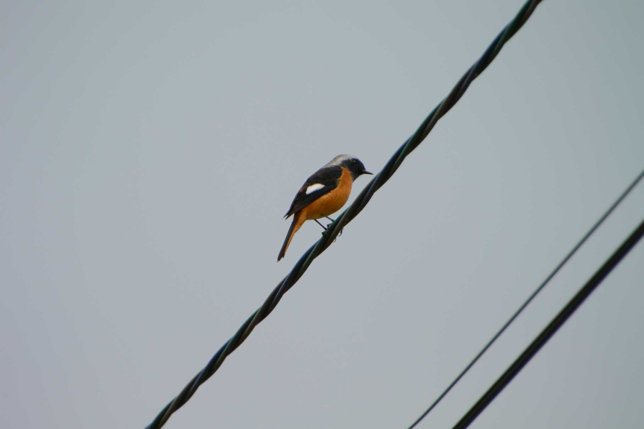 Photo of Daurian Redstart at 三重県四日市市 by sword-fish8240