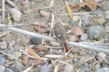 2022年11月13日(日) 海蔵川の野鳥観察記録