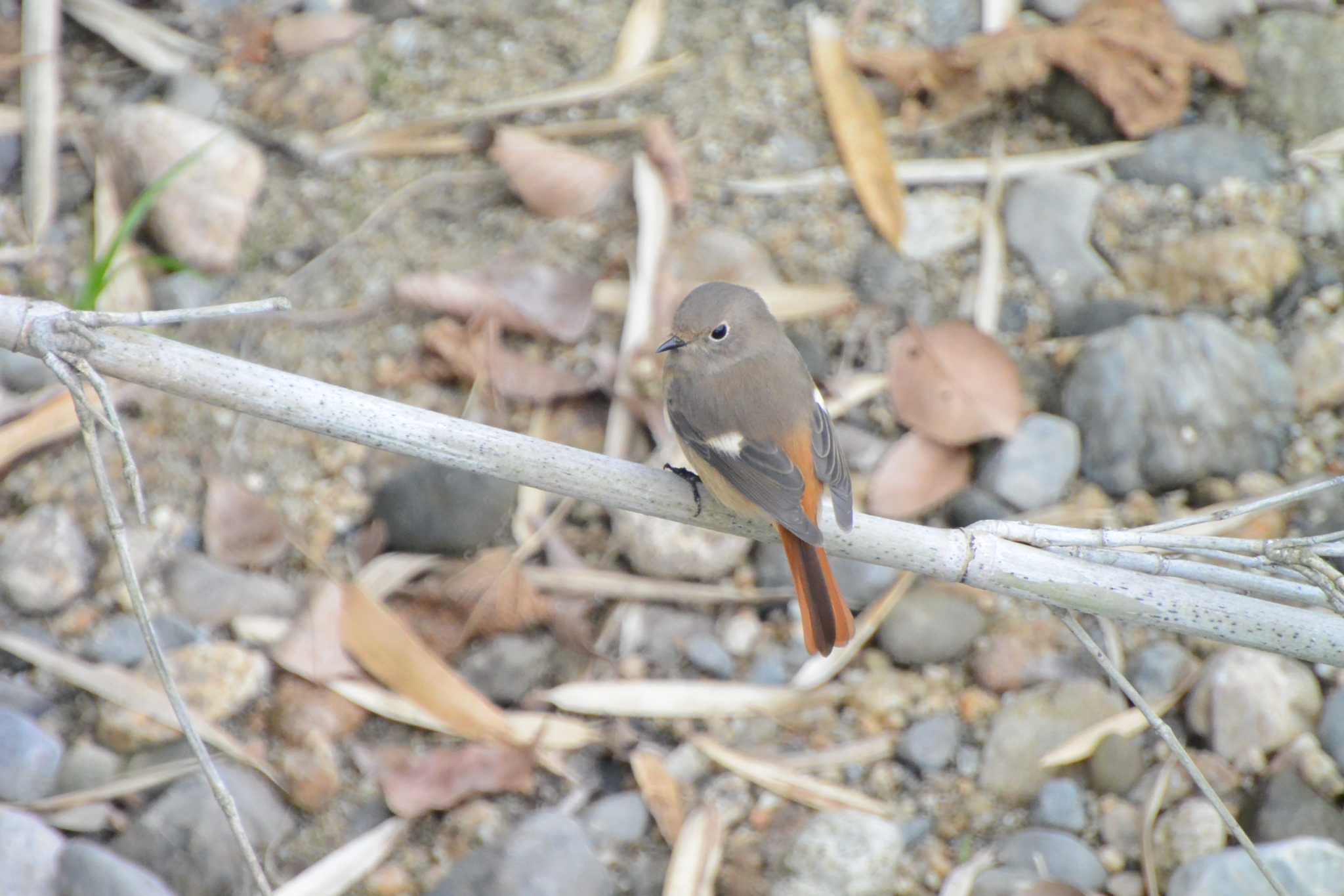 Daurian Redstart