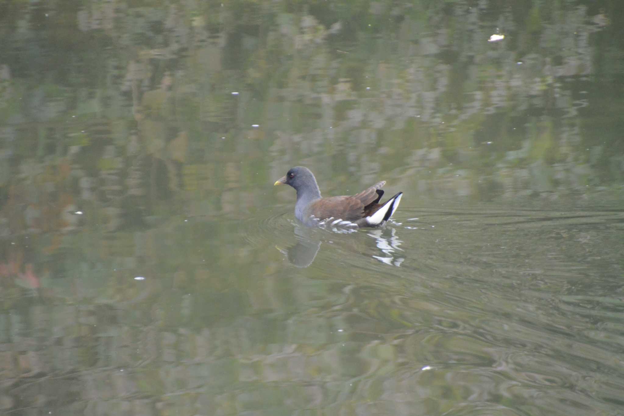 Photo of Common Moorhen at 海蔵川 by sword-fish8240