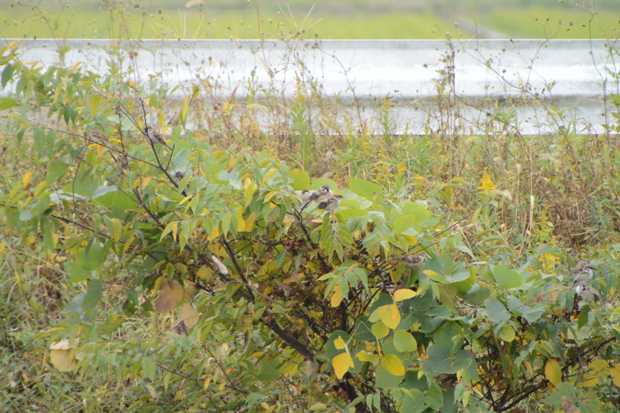 Photo of Eurasian Tree Sparrow at 海蔵川 by sword-fish8240