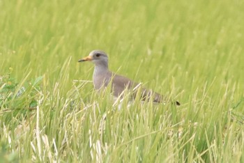 2022年11月13日(日) 平塚田んぼの野鳥観察記録