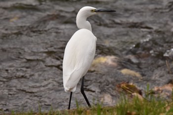 Little Egret 野川公園 Sun, 11/13/2022