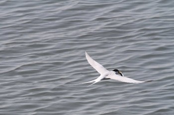 Little Tern Gonushi Coast Sun, 4/30/2017