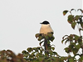 2022年11月13日(日) 見沼たんぼの野鳥観察記録