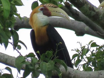 Blyth's Hornbill 　ハルマヘラ島 Unknown Date