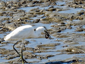 Little Egret 波志江沼環境ふれあい公園 Sun, 11/6/2022