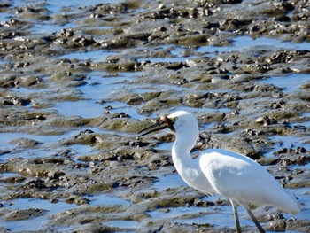 Little Egret 波志江沼環境ふれあい公園 Sun, 11/6/2022