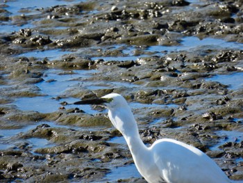 Little Egret 波志江沼環境ふれあい公園 Sun, 11/6/2022