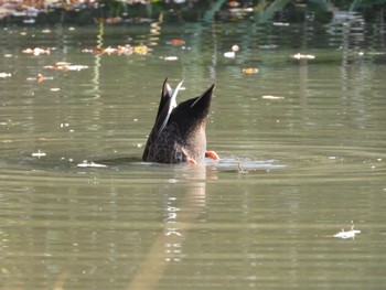 Sat, 11/12/2022 Birding report at Hattori Ryokuchi Park